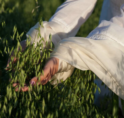 A person running their hands through a crop in a field.
